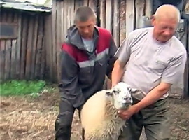 В РАЙОНЕ ИДЕТ ПЛАНОВАЯ ВАКЦИНАЦИЯ  СЕЛЬСКОХОЗЯЙСТВЕННЫХ ЖИВОТНЫХ