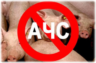 Памятка для населения района по африканской чуме свиней (АЧС)