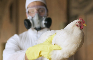Важно! ПАМЯТКА о мерах по предотвращению заражения гриппом птиц.