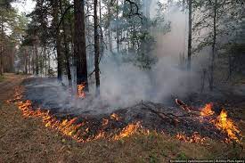 О правилах пожарной безопасности в лесу