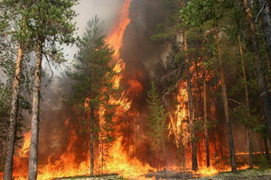 В НИЖНЕВАРТОВСКОМ РАЙОНЕ ВВЕДЕНО ОГРАНИЧЕНИЕ  ПРЕБЫВАНИЯ ГРАЖДАН  В ЛЕСАХ