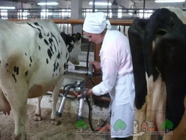 В БОЛЬШЕТАРХОВО ПРОЙДЁТ ОКРУЖНОЙ КОНКУРС  «МАСТЕРА МАШИННОГО ДОЕНИЯ КОРОВ»