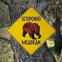 ОСТОРОЖНО МЕДВЕДИ