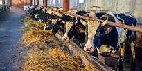 Проверка качества молочной и мясной продукции крестьянских (фермерских) хозяйств Нижневартовского района на контроле