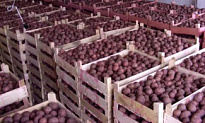 Об увеличении сроков хранения картофеля и других плодоовощных культур более чем в 3 раза от существующих на данный момент технологий