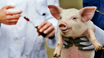 ПАМЯТКА о мерах профилактики вируса африканской чумы свиней