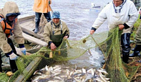 Начинается прием заявок на предоставление водных биологических ресурсов Югры для организации традиционного рыболовства в 2022 году 