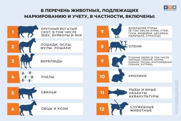 Россельхознадзор подготовил ответы на популярные вопросы об учете животных и работе в компоненте «Хорриот».