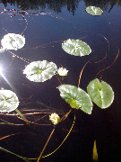 vodyannye-lilii