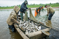 О приеме документов для заключения договора пользования водными биологическими ресурсами общий допустимый улов которых не устанавливается на 2024 год 